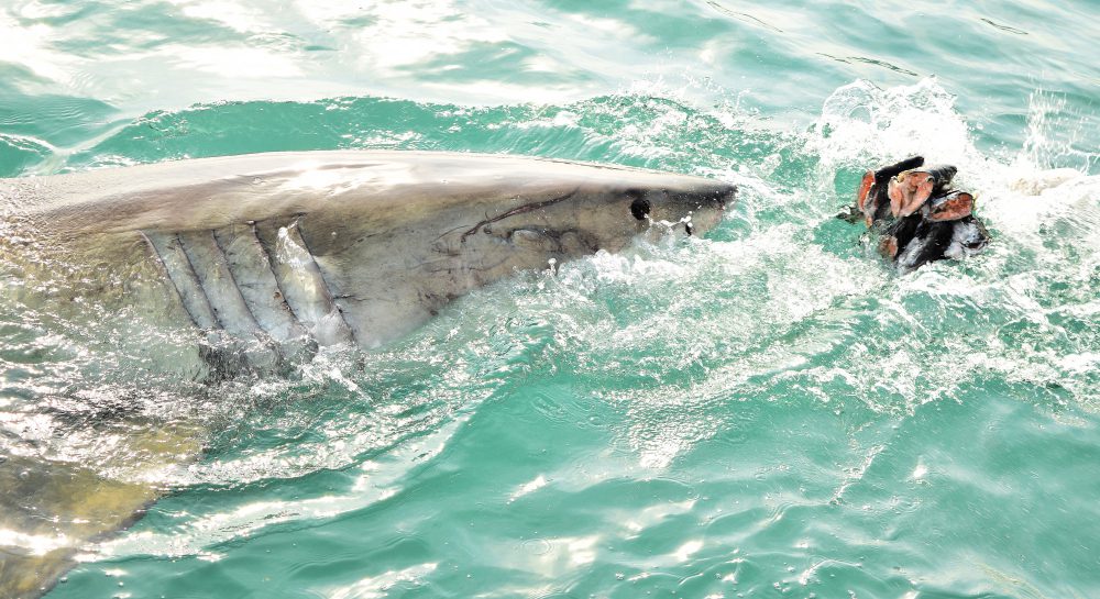adventure activities in cape town 10 shark cage diving in cape town